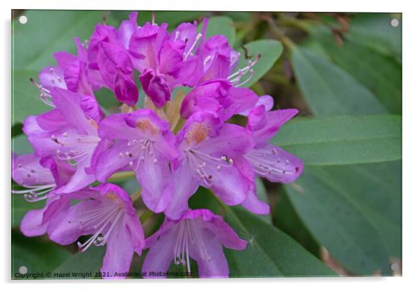 Purple rhododendron flowers Acrylic by Hazel Wright