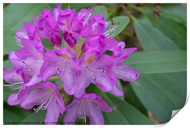 Purple rhododendron flowers Print by Hazel Wright