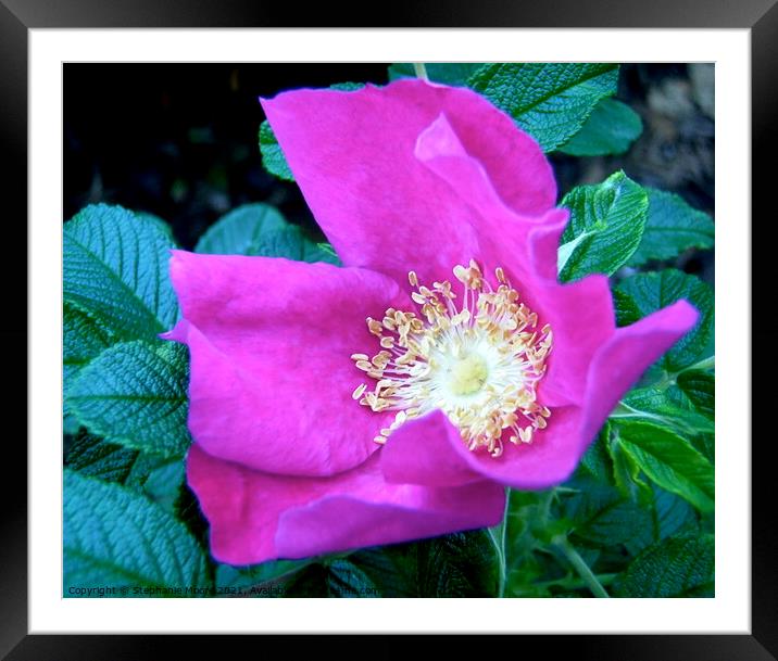 Pink rose Framed Mounted Print by Stephanie Moore