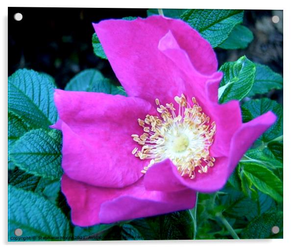 Pink rose Acrylic by Stephanie Moore