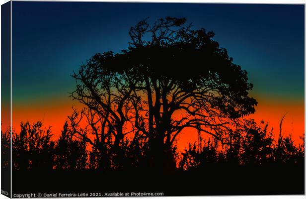 Sunset Nature Silhouette Scene  Canvas Print by Daniel Ferreira-Leite