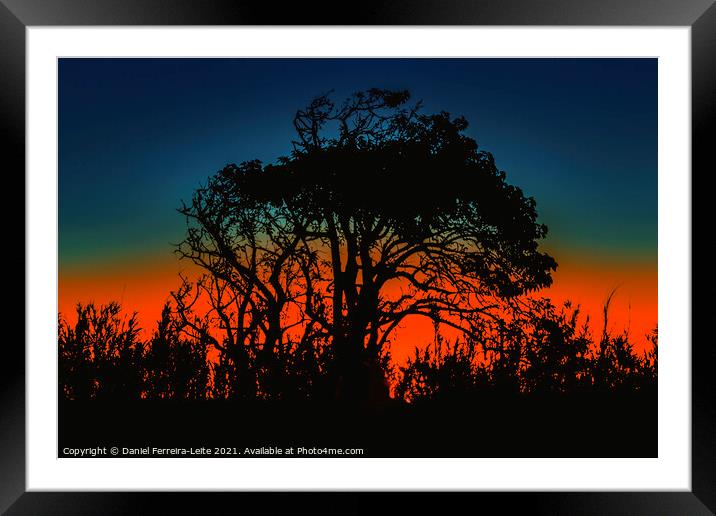 Sunset Nature Silhouette Scene  Framed Mounted Print by Daniel Ferreira-Leite