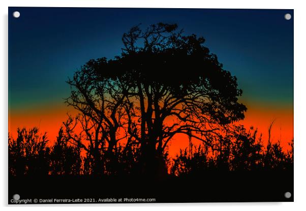 Sunset Nature Silhouette Scene  Acrylic by Daniel Ferreira-Leite