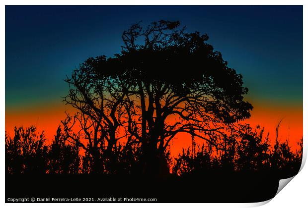 Sunset Nature Silhouette Scene  Print by Daniel Ferreira-Leite
