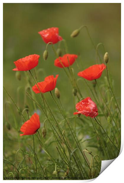 Seven poppies Print by Simon Johnson
