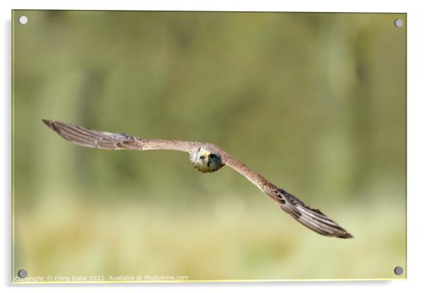 Common Kestrel in flight Acrylic by Chris Rabe