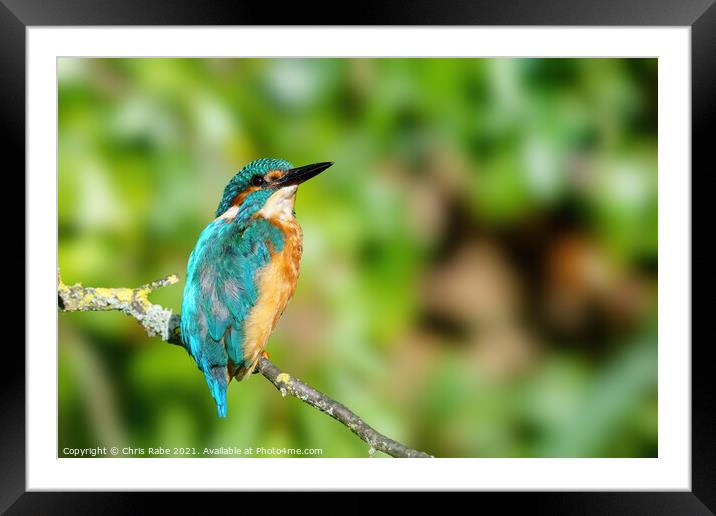 Common Kingfisher portrait Framed Mounted Print by Chris Rabe