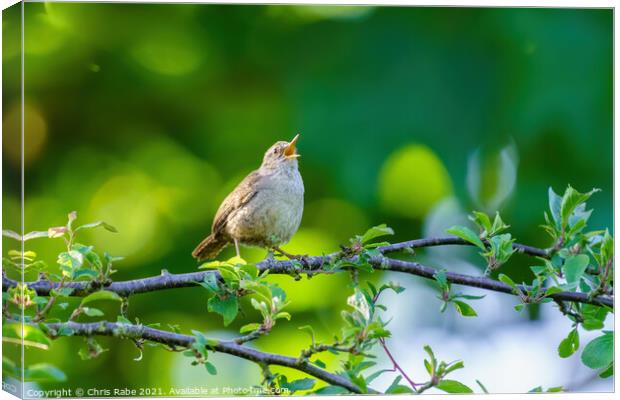 Wren singing in early morning spring light Canvas Print by Chris Rabe