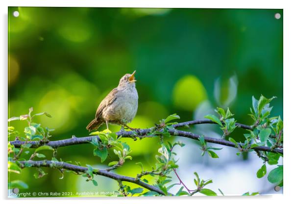 Wren singing in early morning spring light Acrylic by Chris Rabe