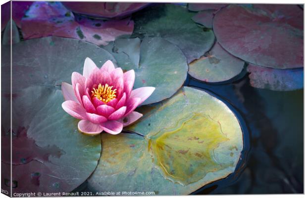 Pink waterlily or lotus flower in pond Canvas Print by Laurent Renault