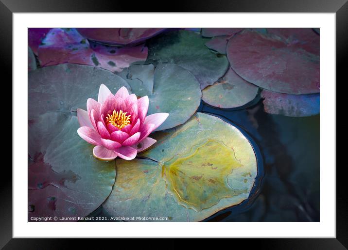 Pink waterlily or lotus flower in pond Framed Mounted Print by Laurent Renault