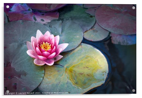Pink waterlily or lotus flower in pond Acrylic by Laurent Renault