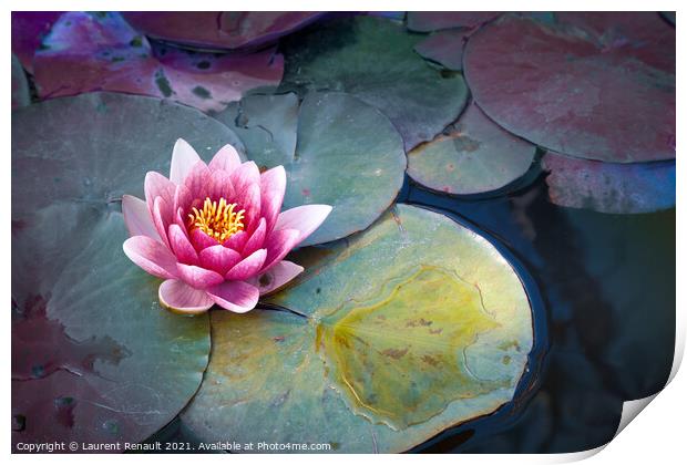 Pink waterlily or lotus flower in pond Print by Laurent Renault