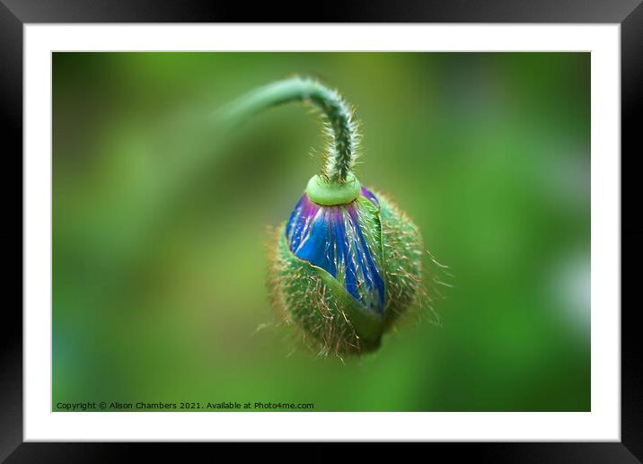 Unfurling Himalayan Poppy Framed Mounted Print by Alison Chambers