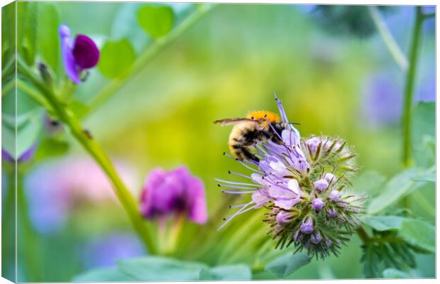 Carder bee collecting pollen Canvas Print by Laurent Renault