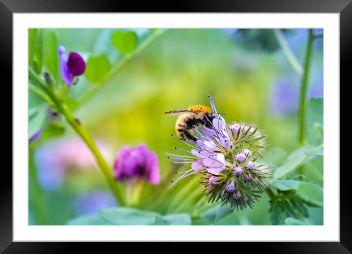 Carder bee collecting pollen Framed Mounted Print by Laurent Renault