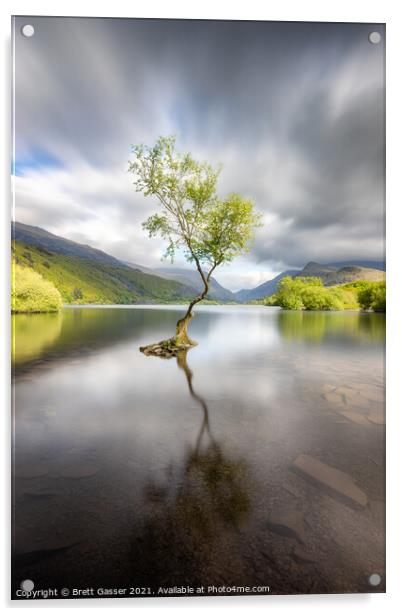 The Lone Tree  Llyn Padarn Acrylic by Brett Gasser