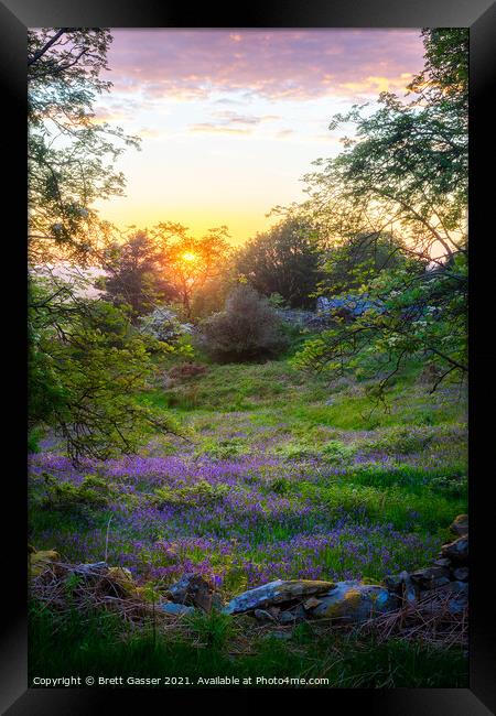 Bluebell Sunset Framed Print by Brett Gasser