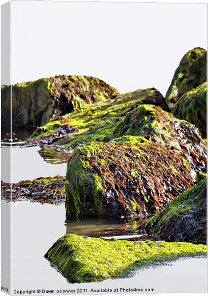 Seaweed on Rocks, Rottindean, East Sussex Canvas Print by Dawn O'Connor