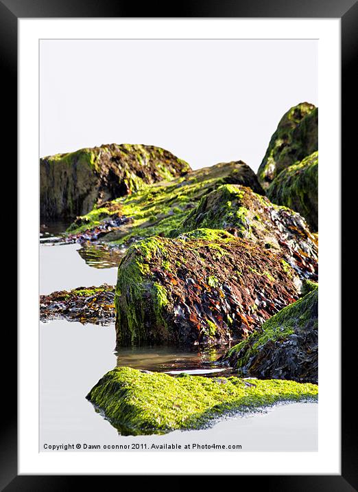 Seaweed on Rocks, Rottindean, East Sussex Framed Mounted Print by Dawn O'Connor