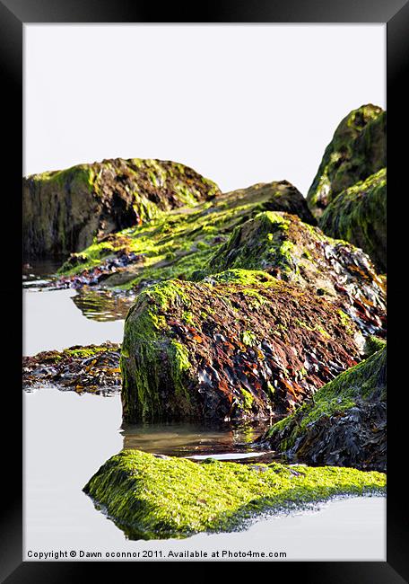 Seaweed on Rocks, Rottindean, East Sussex Framed Print by Dawn O'Connor