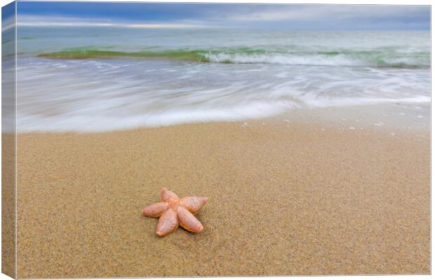 Starfish on Sandy Beach Canvas Print by Arterra 