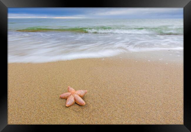 Starfish on Sandy Beach Framed Print by Arterra 
