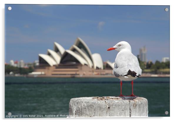 Silver Gull in Sydney Acrylic by Dirk Rüter