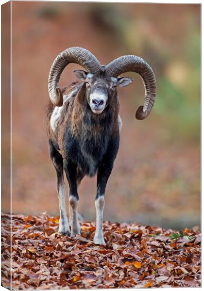 European Mouflon in Woodland Canvas Print by Arterra 