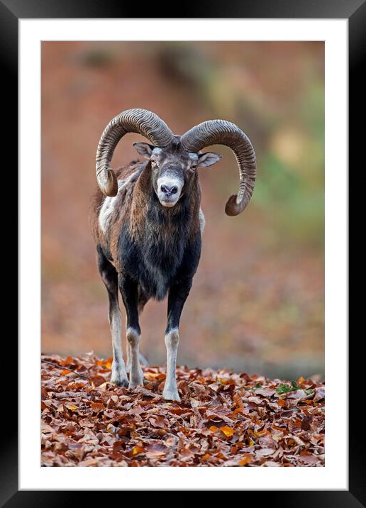 European Mouflon in Woodland Framed Mounted Print by Arterra 
