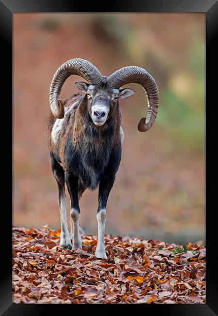 European Mouflon in Woodland Framed Print by Arterra 