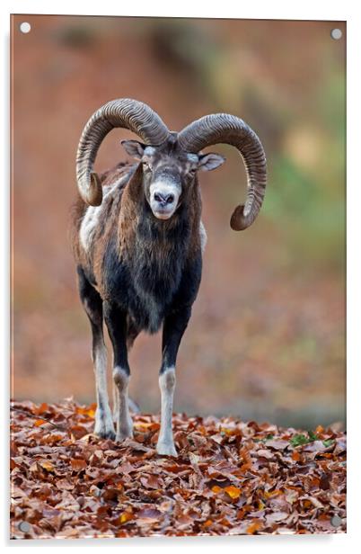 European Mouflon in Woodland Acrylic by Arterra 