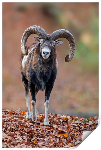 European Mouflon in Woodland Print by Arterra 