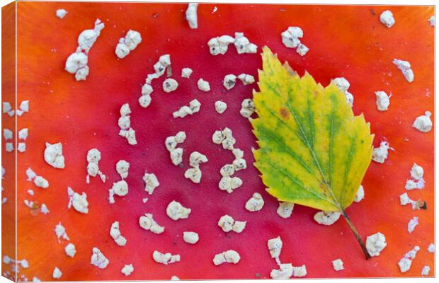 Fallen Leaf on Red Toadstool Canvas Print by Arterra 