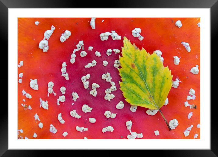 Fallen Leaf on Red Toadstool Framed Mounted Print by Arterra 