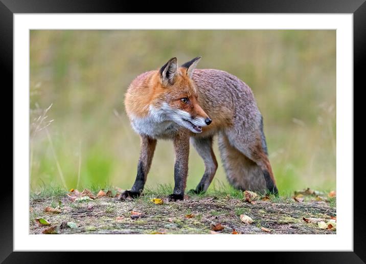 Red Fox  Framed Mounted Print by Arterra 