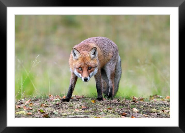 Curious Red Fox Framed Mounted Print by Arterra 