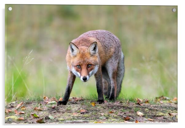 Curious Red Fox Acrylic by Arterra 
