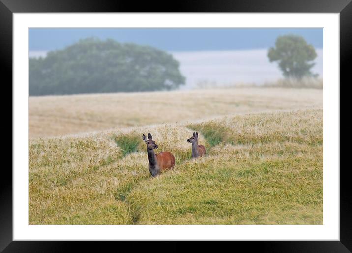 Red Deer in Wheat Field  Framed Mounted Print by Arterra 