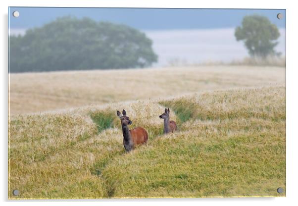 Red Deer in Wheat Field  Acrylic by Arterra 
