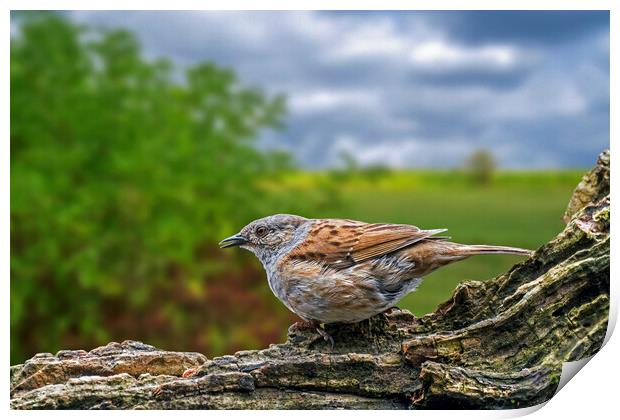 Dunnock Singing Print by Arterra 