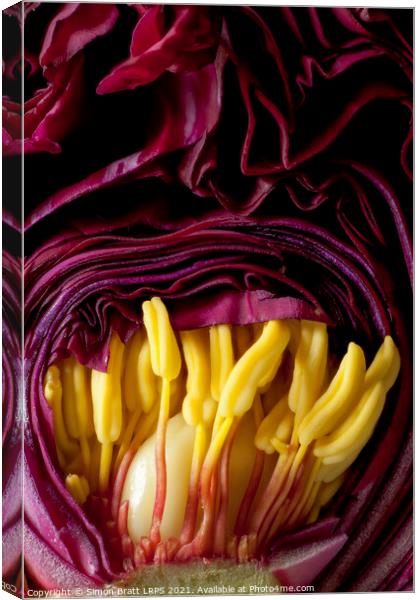 Inside a Peony flower bud close up Canvas Print by Simon Bratt LRPS