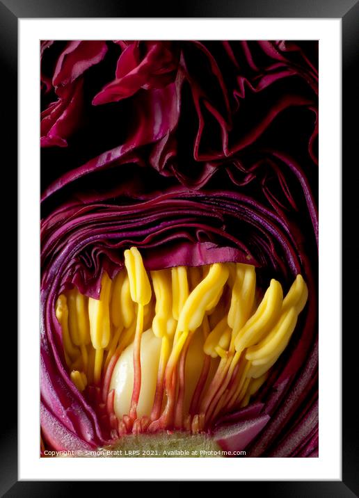 Inside a Peony flower bud close up Framed Mounted Print by Simon Bratt LRPS