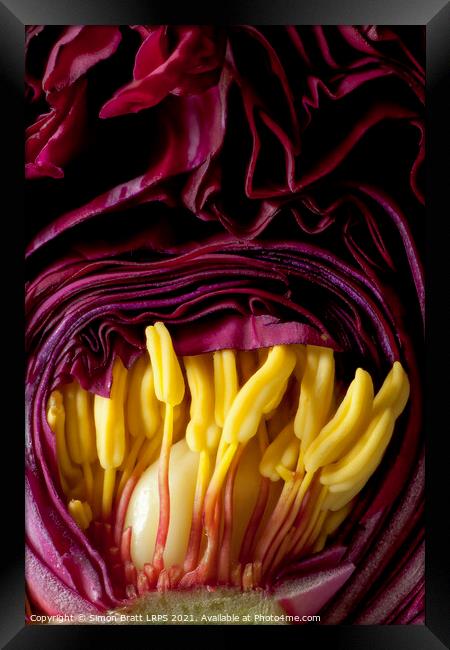 Inside a Peony flower bud close up Framed Print by Simon Bratt LRPS