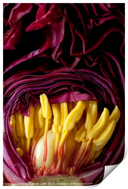 Inside a Peony flower bud close up Print by Simon Bratt LRPS