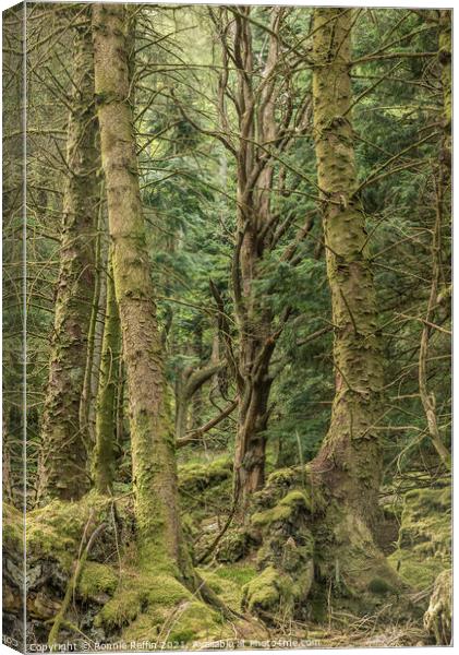 Ancient Of The Forest Canvas Print by Ronnie Reffin