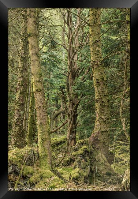 Ancient Of The Forest Framed Print by Ronnie Reffin