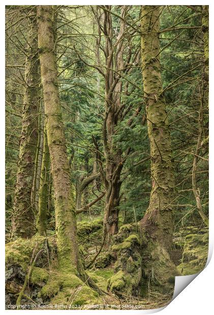Ancient Of The Forest Print by Ronnie Reffin
