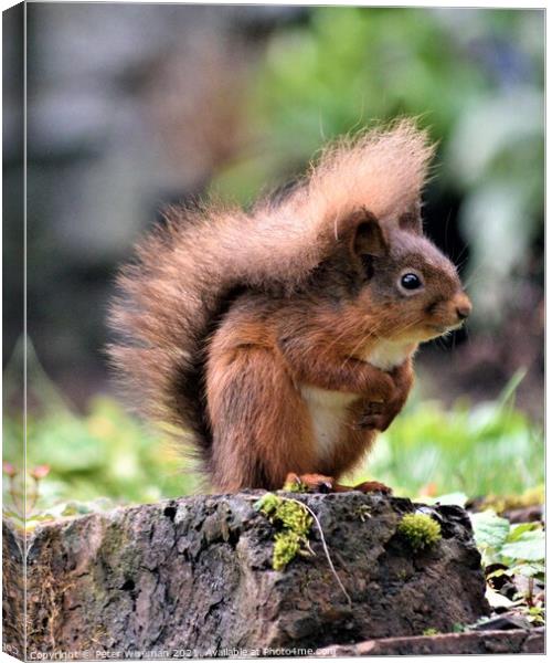A red squirrel standing on a rock Canvas Print by Peter Wiseman
