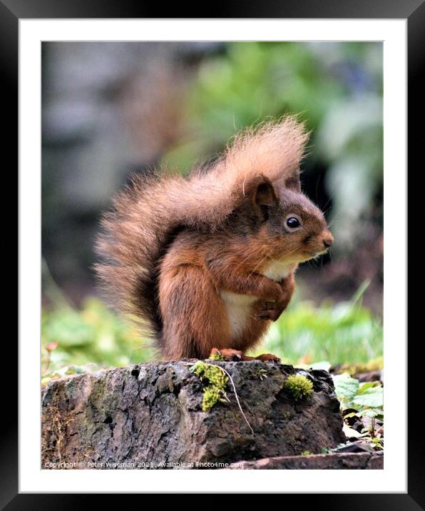 A red squirrel standing on a rock Framed Mounted Print by Peter Wiseman